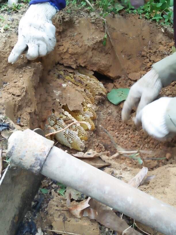 Mật ong rừng Khe Sanh 8 z2004798797929 953ce8e64fd945886296194614d131b4